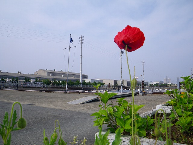 IMGP2819.jpg